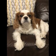 Cavalier King Charles Spaniel
