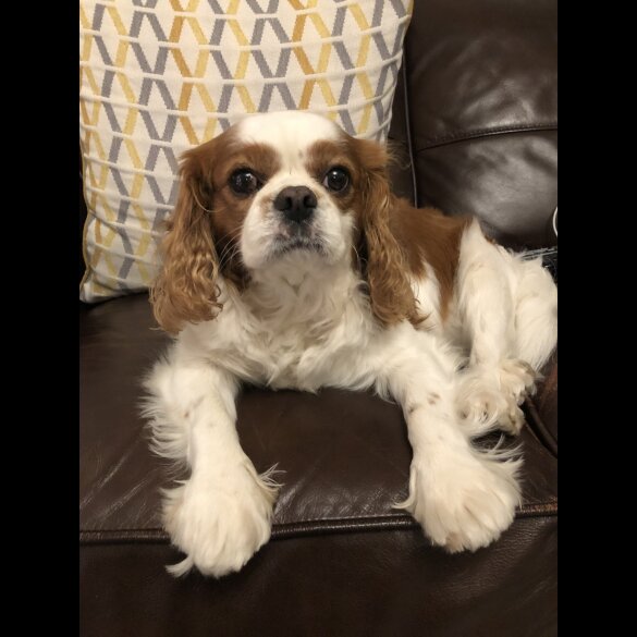 Cavalier King Charles Spaniel