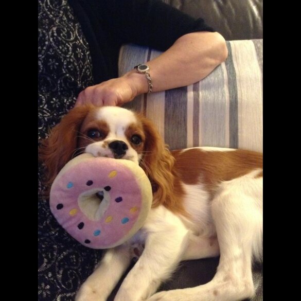 Cavalier King Charles Spaniel