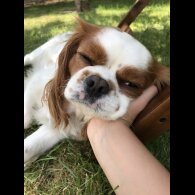 Cavalier King Charles Spaniel