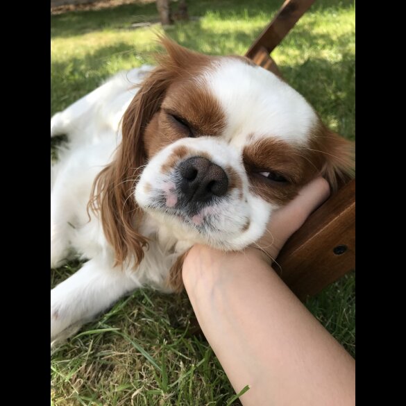 Cavalier King Charles Spaniel