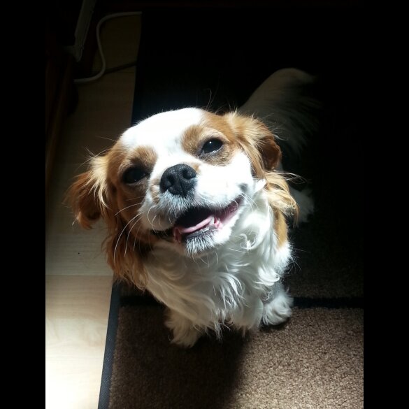 Cavalier King Charles Spaniel