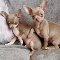Chihuahua - Dogs