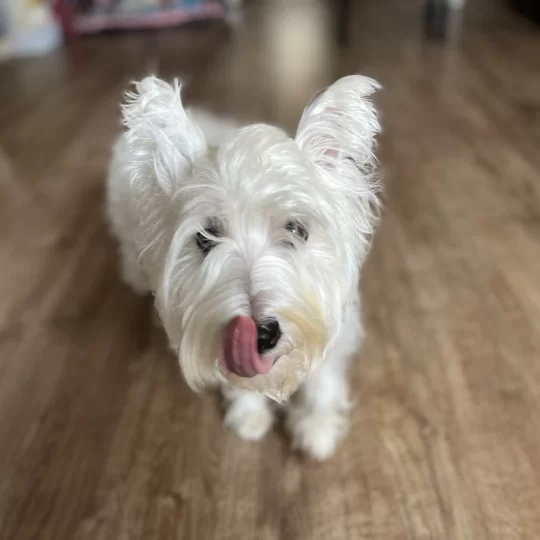 West Highland White Terrier Puppies For Sale Near Me In Diss Norfolk Puppies Co Uk West Highland White Terrier Puppies For Sale Near Me In Diss Norfolk Puppies Co Uk