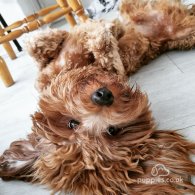 Cavapoo