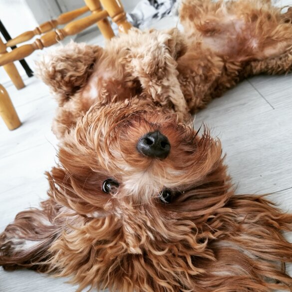 Cavapoo