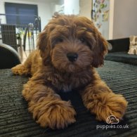 Cavapoo