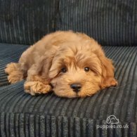 Cavapoo