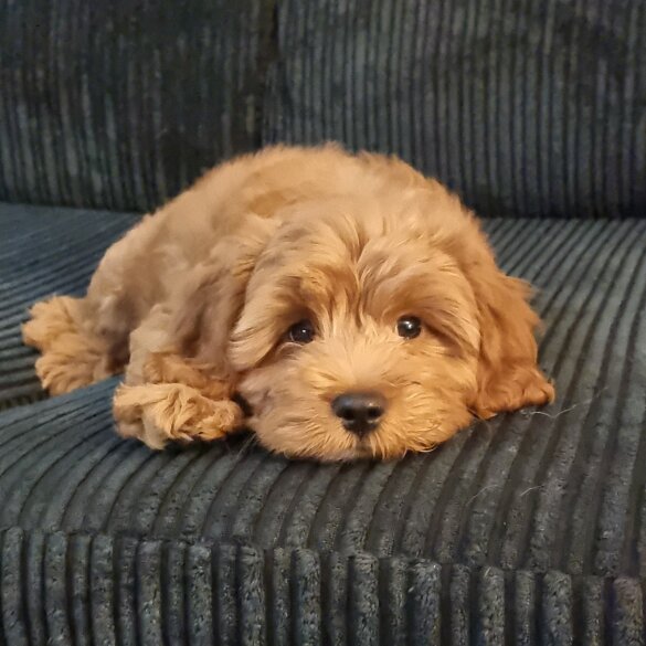 Cavapoo