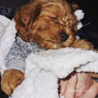 Cavapoo