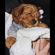 Cavapoo