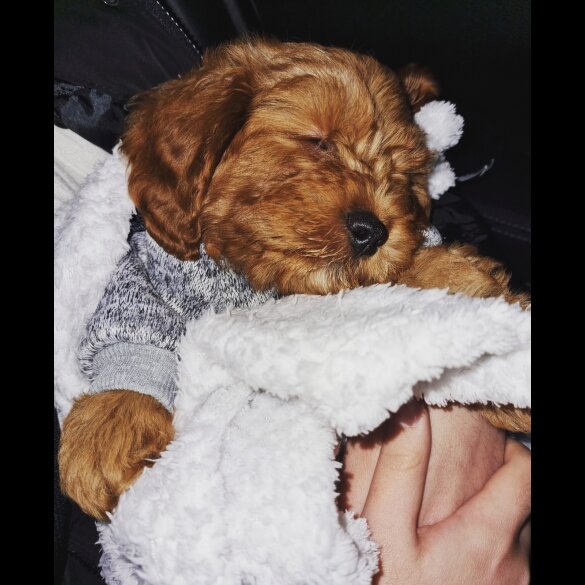Cavapoo