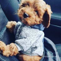 Cavapoo