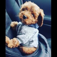 Cavapoo