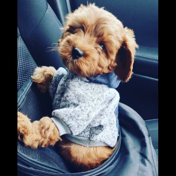 Cavapoo