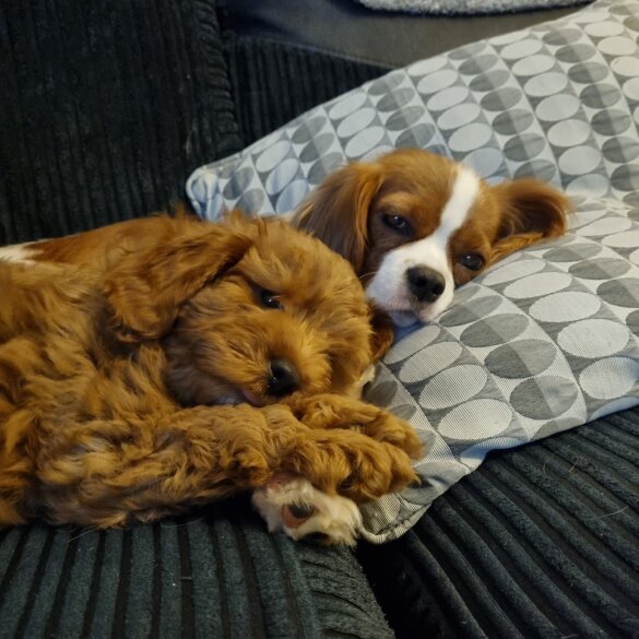 Cavapoo