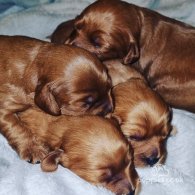 Cavapoo