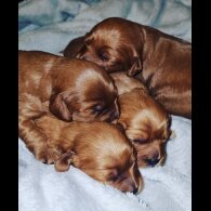 Cavapoo