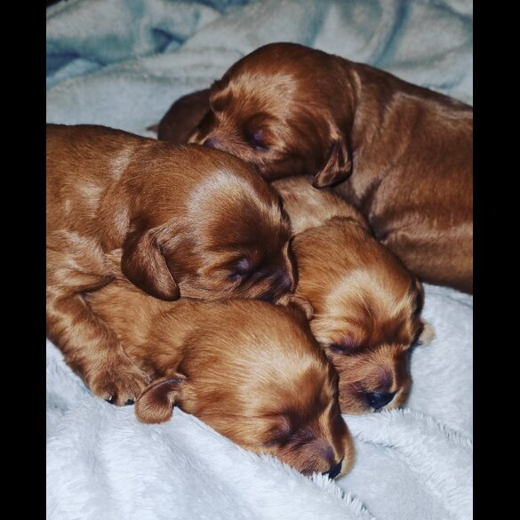 Cavapoo
