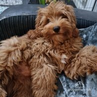 Cavapoo