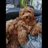 Cavapoo