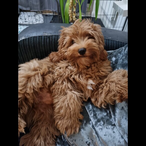 Cavapoo