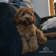 Cavapoo