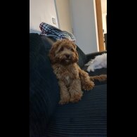 Cavapoo