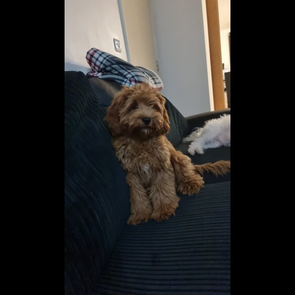 Cavapoo