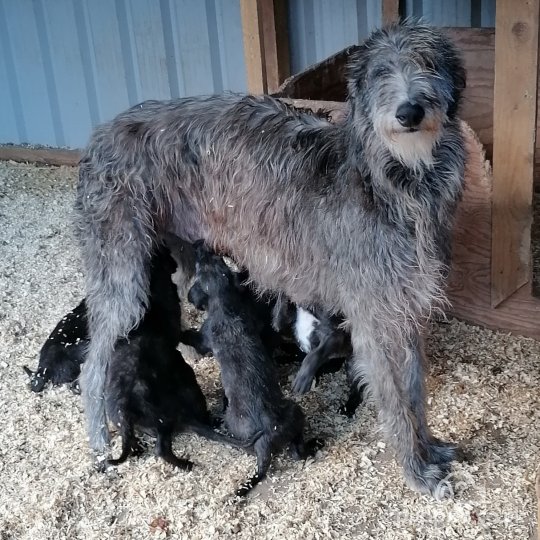 Deerhound puppies for Sale in the UK Puppies.co.uk