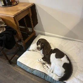 English Springer Spaniel