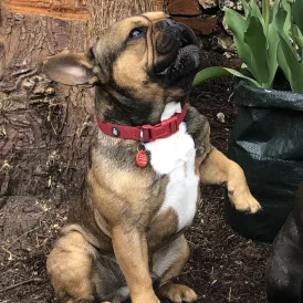 French Bulldog