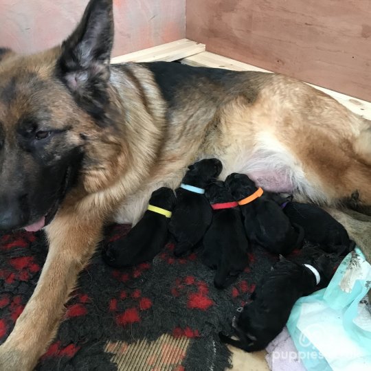 German Shepherd (Alsatian) puppies for Sale in the UK Puppies.co.uk