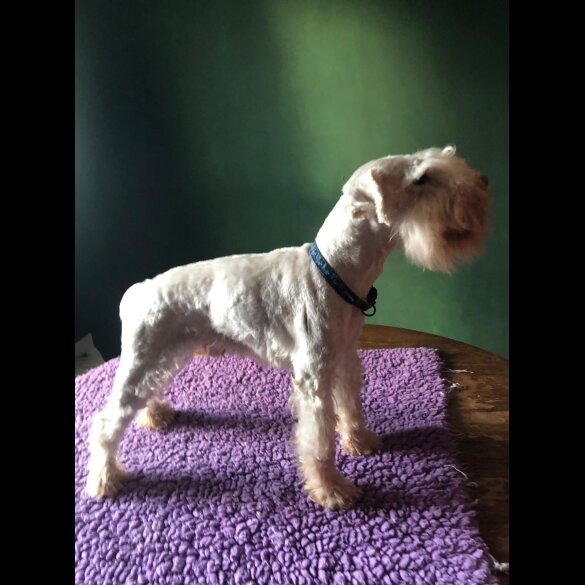 Miniature Schnauzer