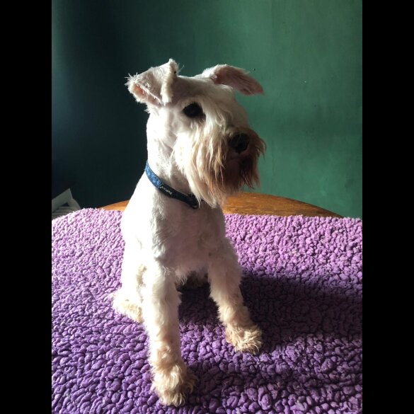 Miniature Schnauzer