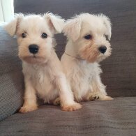 Miniature Schnauzer