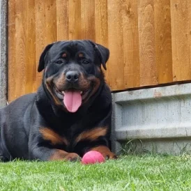 Rottweiler