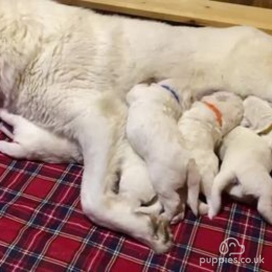 Dogs and Puppies for Sale near me in Ballyclare, County Antrim | Dogs and Puppies for Sale near me in Ballyclare, County Antrim |