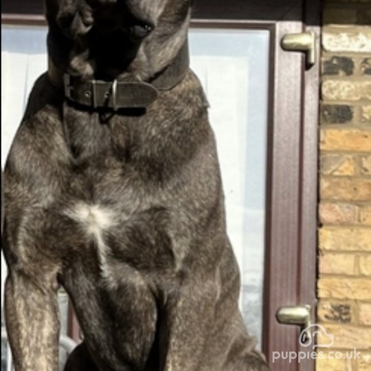 Cane Corso