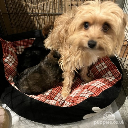 Cavapoo puppies for Sale near me in London, Greater London | Puppies.co.uk