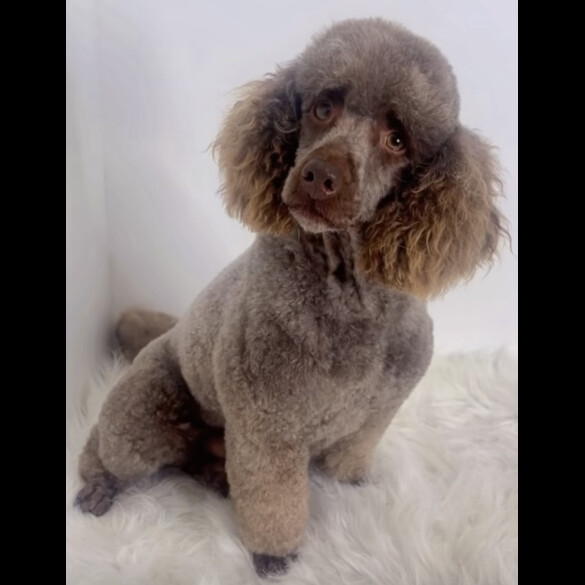 Miniature Poodle