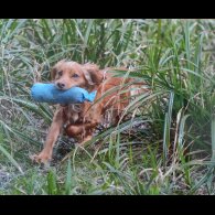 Cocker Spaniel (Working &amp; Show)