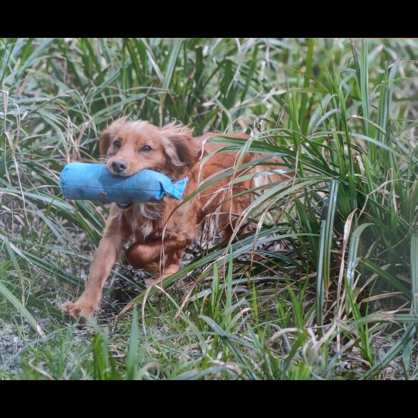 Cocker Spaniel (Working &amp; Show)