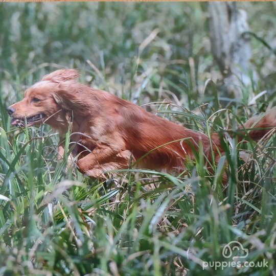 Cocker Spaniel