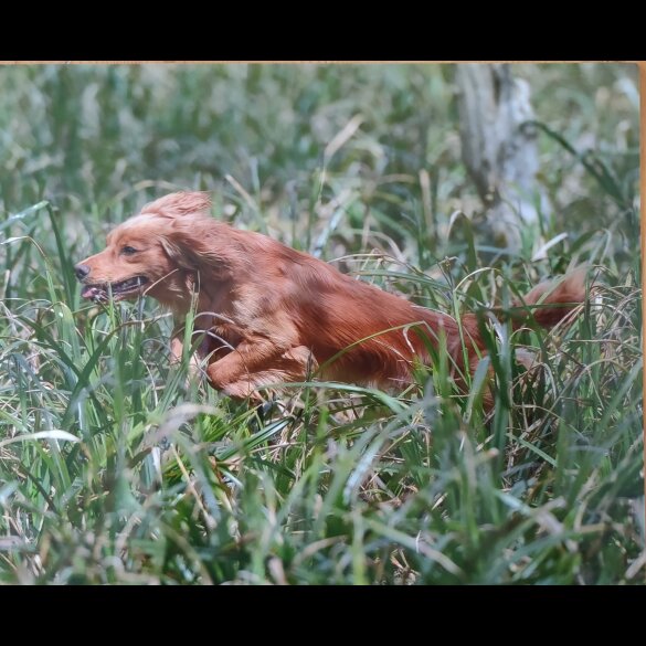 Cocker Spaniel (Working &amp; Show)
