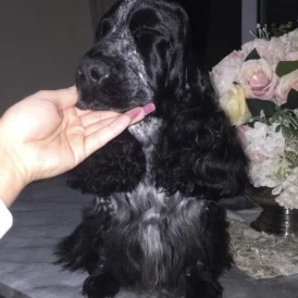 Cocker Spaniel (Working &amp; Show)