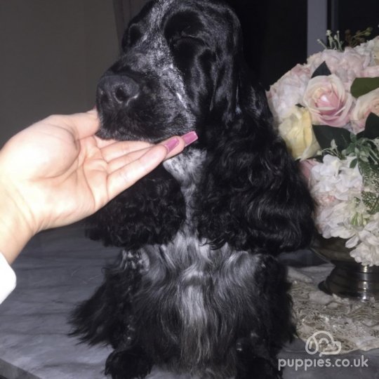 Cocker Spaniel (Working &amp; Show)