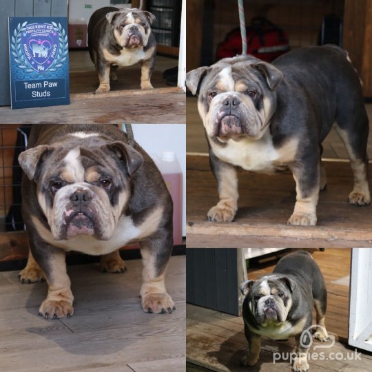 English bulldog stud best sale service