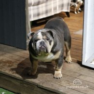 English Bulldog