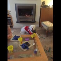 Brittany - Dogs